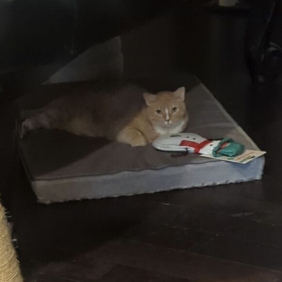 Christmas Kitty Toy! Flopper Pals Polar Bear - Picture 6 of 11